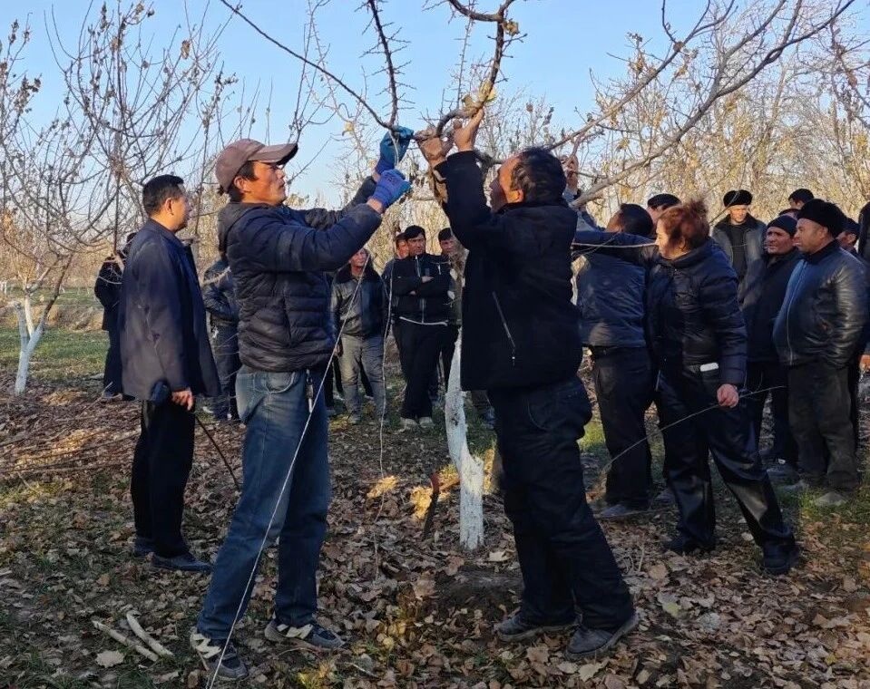 冬季培训送技术 杏园管理促增收
