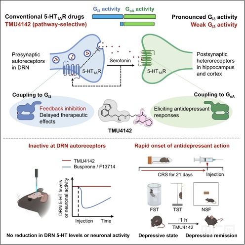 科研新成果:抗抑郁药起效有望从数周缩短至一小时