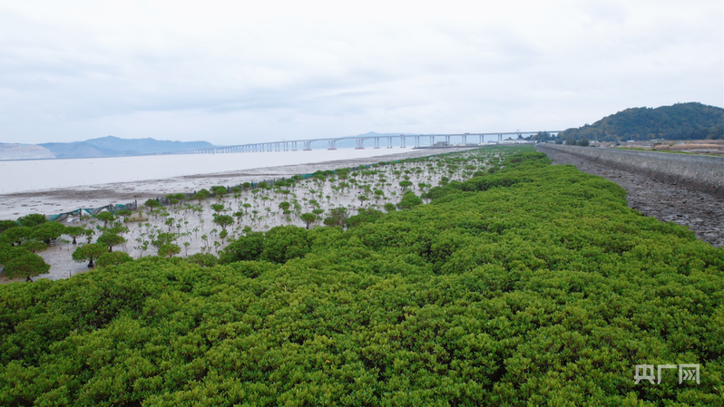 行进的海岸线丨全国最北红树林扎根玉环 繁育“海上森林”