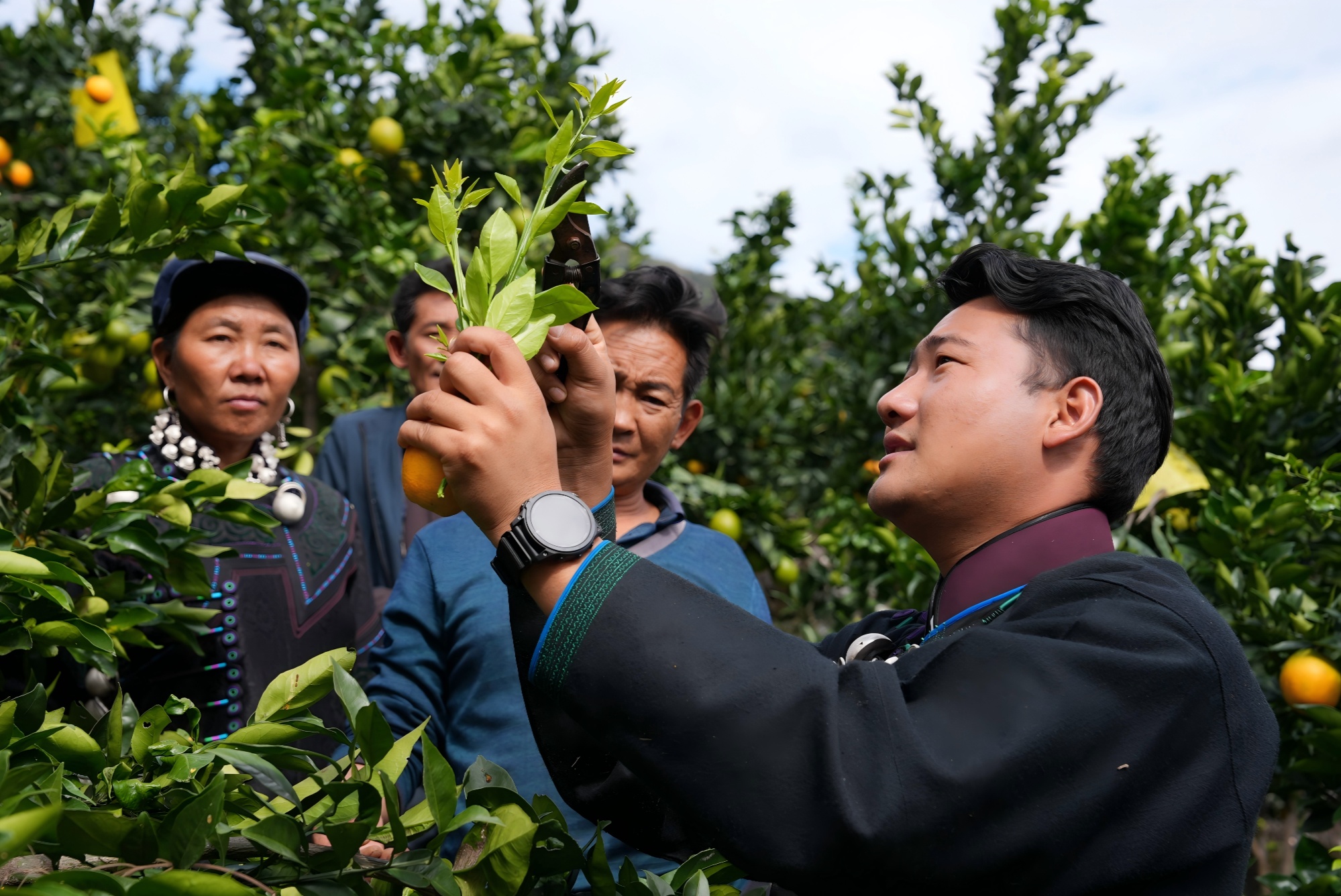凉山布拖阿布洛哈村：乱石坡结出“致富果”
