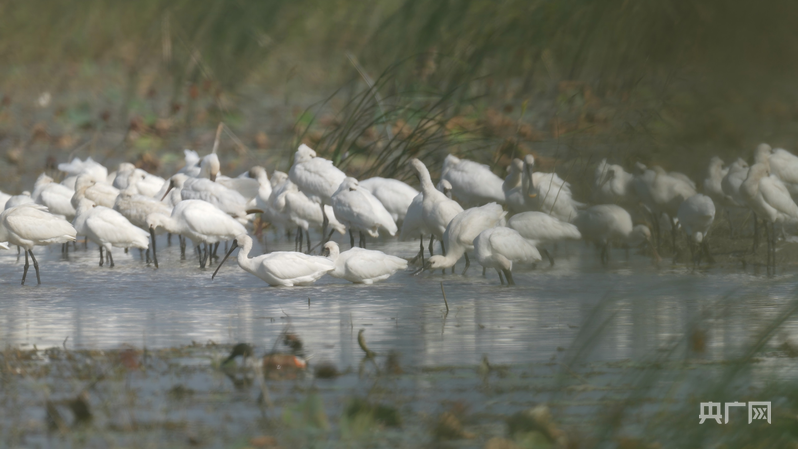 行进的海岸线丨滨海湿地变候鸟“天堂” 万羽翱翔展生态美景