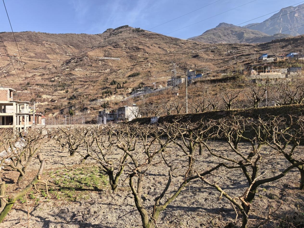 冬闲人不闲 阿坝州茂县果园冬季管护忙