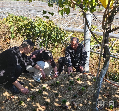松罗乡“花葡套种” “闲地”变“宝地”