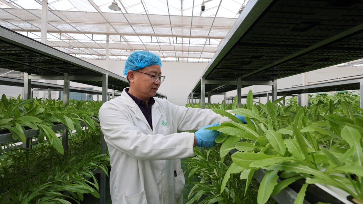 当温室装上“智慧大脑” 河南滑县以科技破题冬季蔬菜稳产保供