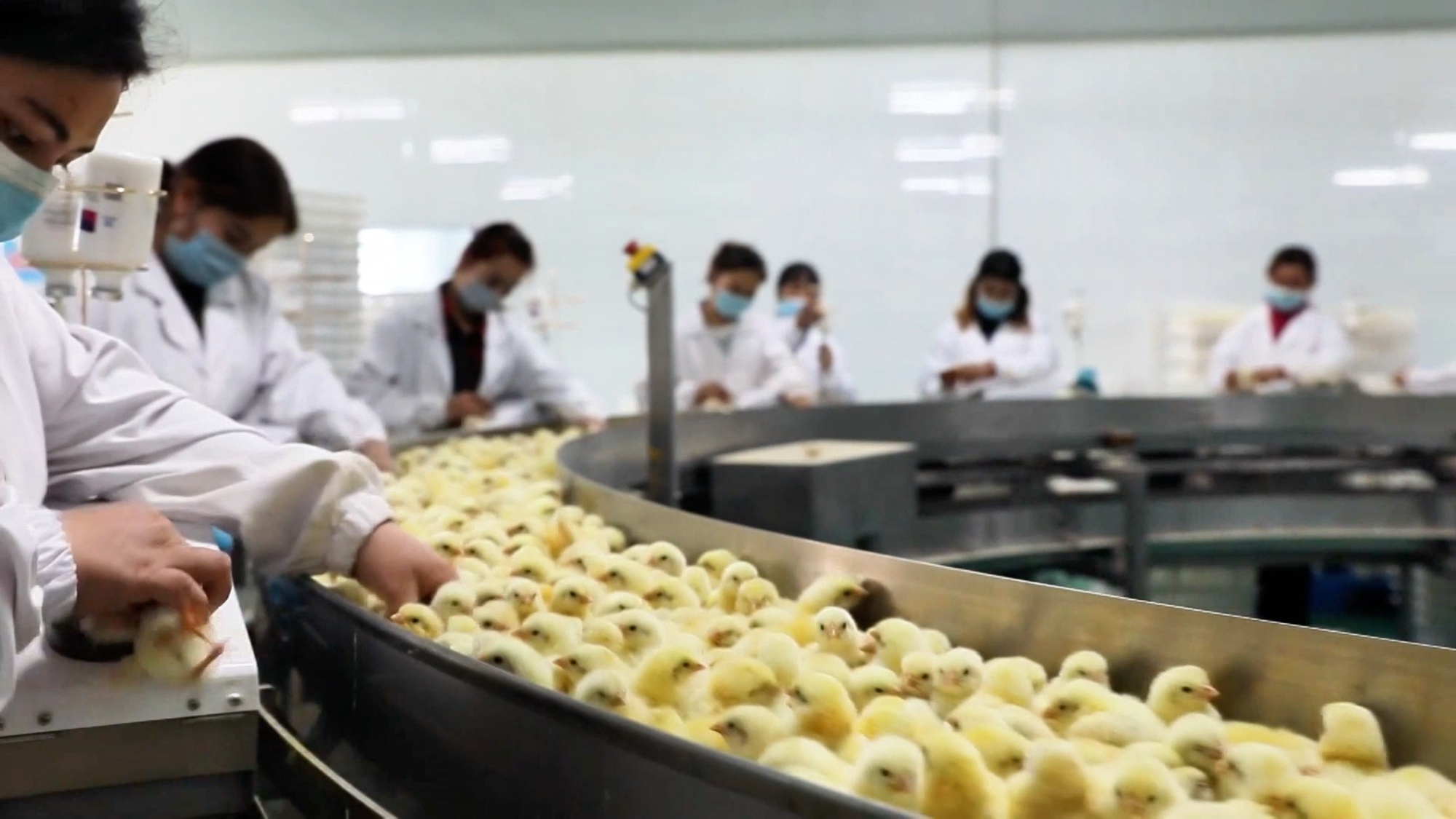 墨玉县构建全链条鸡肉供应体系