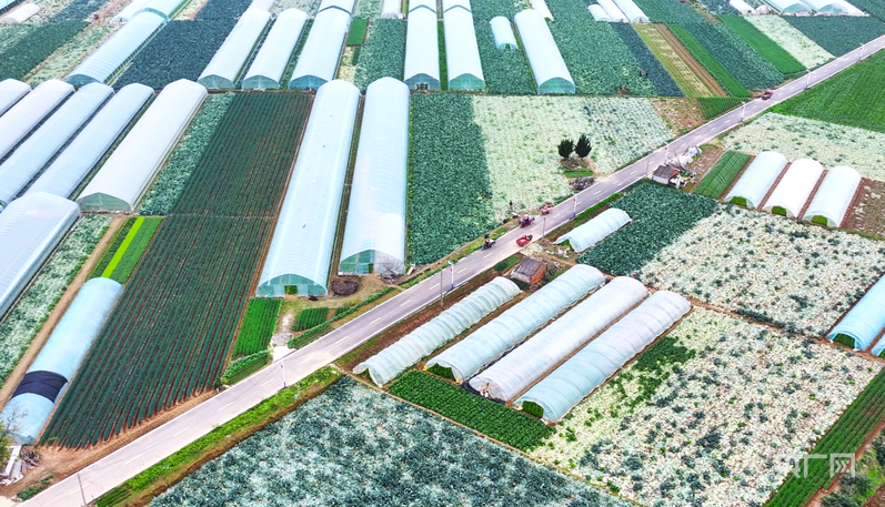 河南新野：蔬菜采收忙 稳供“菜篮子”