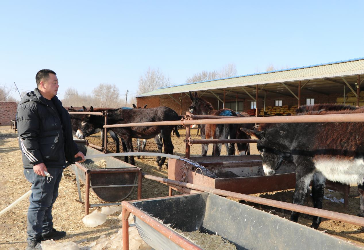 库伦旗：特色养殖“钱”景广有奔头_央广网