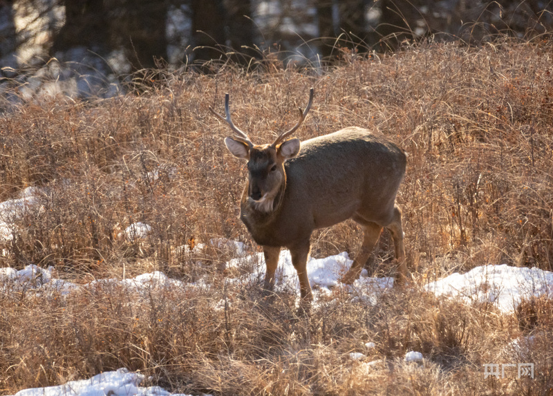 航瞰内蒙古｜密林深处 呦呦鹿鸣……