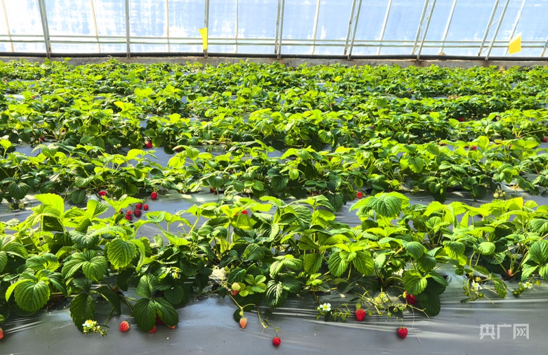 从“会种地”到“慧种地”：银川智慧农业书写新答卷(图1)