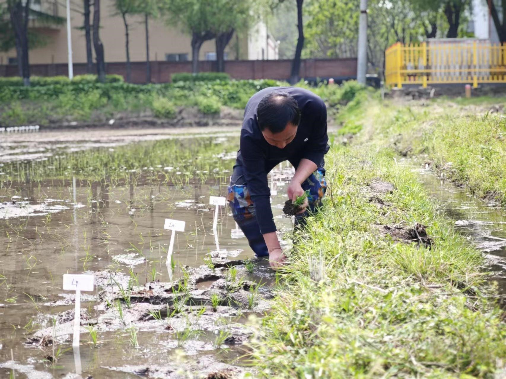 深耕寒地稻作创新应用型农业教育(图2)