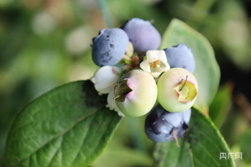 河南沁阳：“莓”好“蓝”图！沁阳南西村特色种植闯出振兴路(图2)