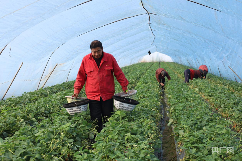 河南沁阳：“莓”好“蓝”图！沁阳南西村特色种植闯出振兴路(图3)
