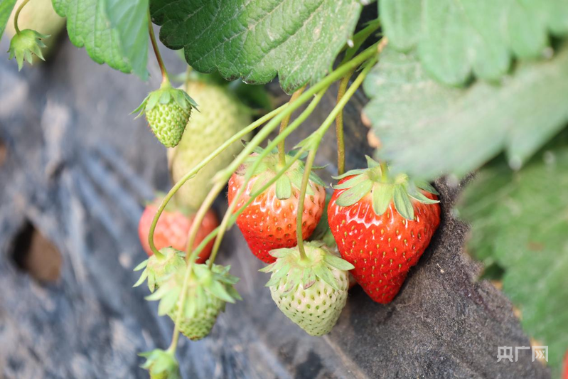 河南沁阳：“莓”好“蓝”图！沁阳南西村特色种植闯出振兴路(图4)