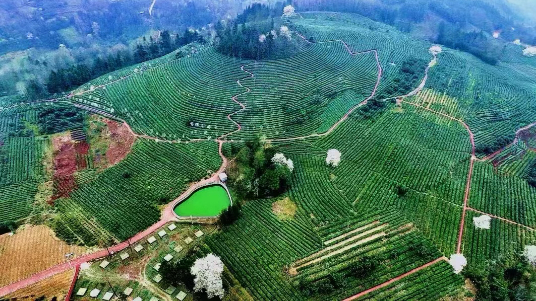 北川擂鼓茶叶现代农业园区获评四星级园区