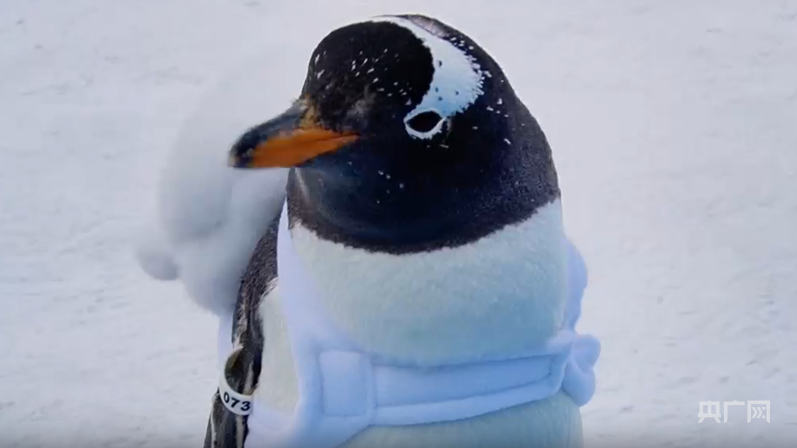 哈尔滨极地公园重磅推出“淘学企鹅”巡游新年特别版