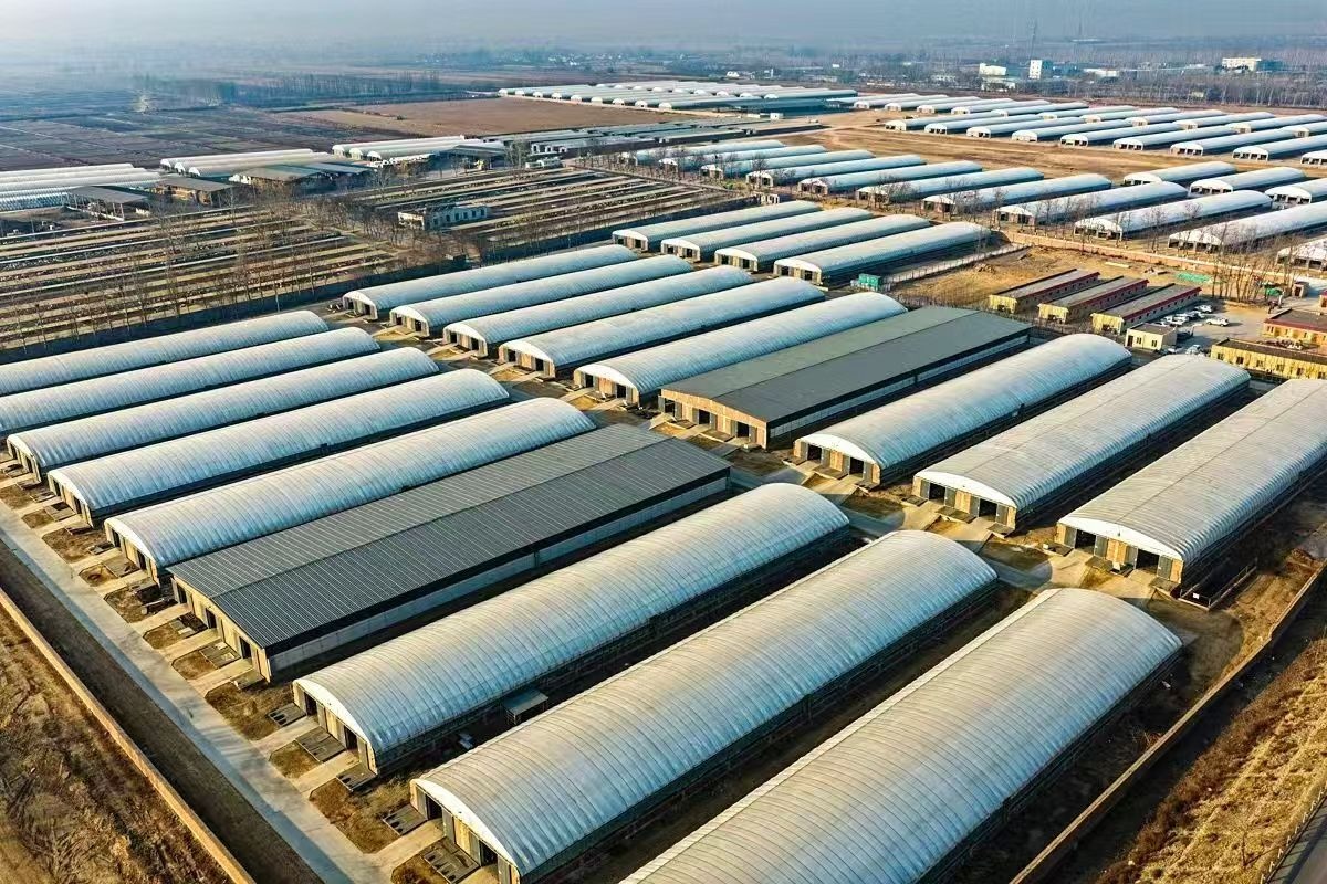 科技“养”出高品质牛羊肉一项国际专利背后的宁夏农垦突围路(图1)