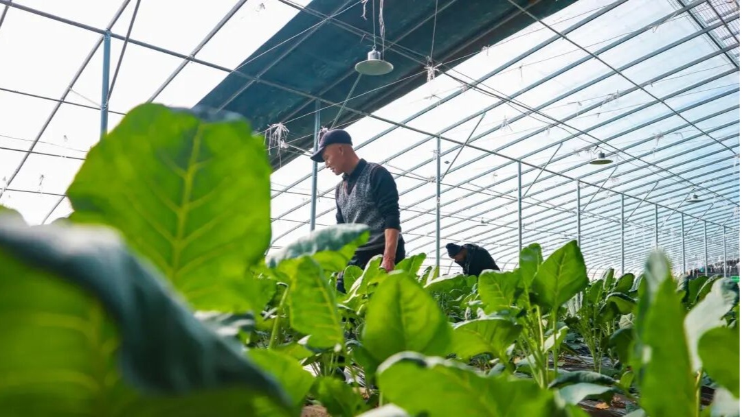 甘肃高台:不用看天的“果铺子”(图2)