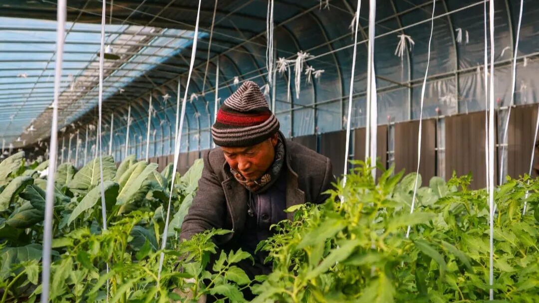 甘肃高台:不用看天的“果铺子”(图3)