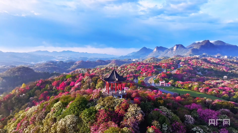 这个春天 去乌蒙深处“串花游”