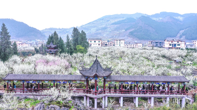 万亩李花绽放 绘就乡村振兴新图景