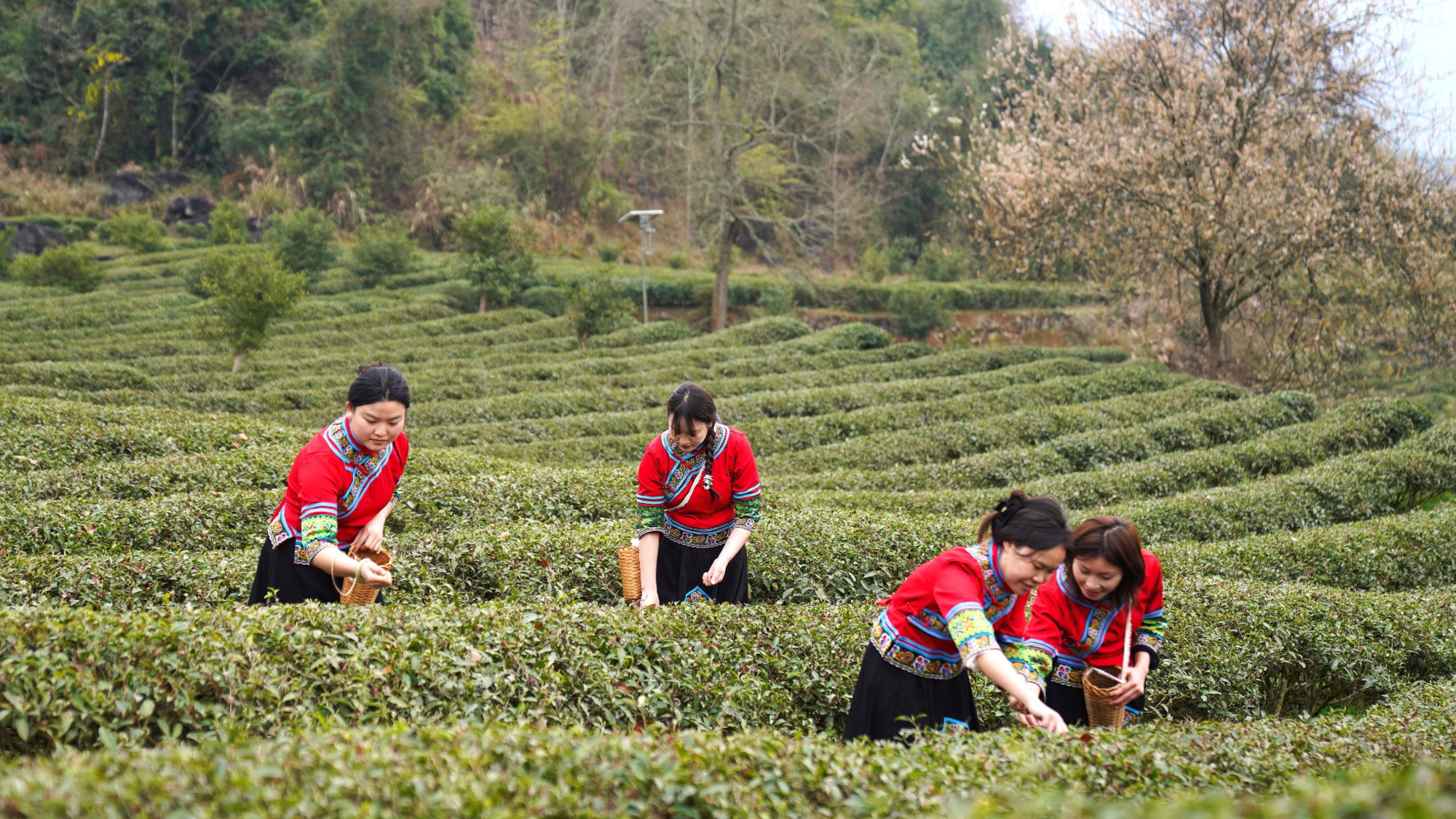 贵州务川：春茶开采满坡绿 一叶飘香富农家