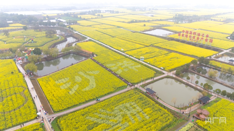 2026年湖北省油菜花节在荆门沙洋启幕_央广网