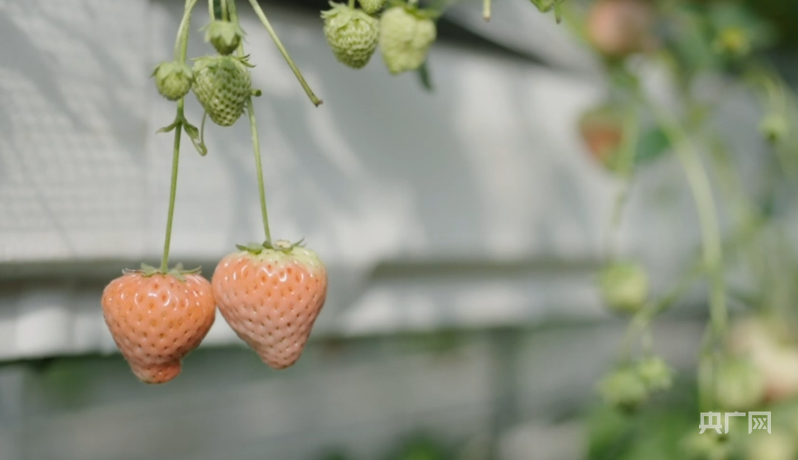 【乡路上感受脉动中国】路宽业兴一条草莓大道串起乡村振兴路(图1)