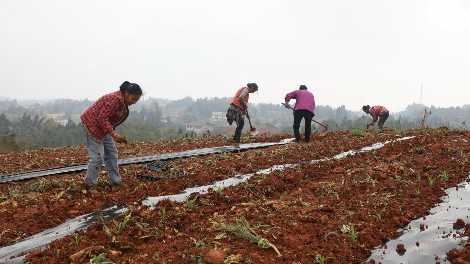 宜宾翠屏：春耕正当时  田间地头绘“丰”景