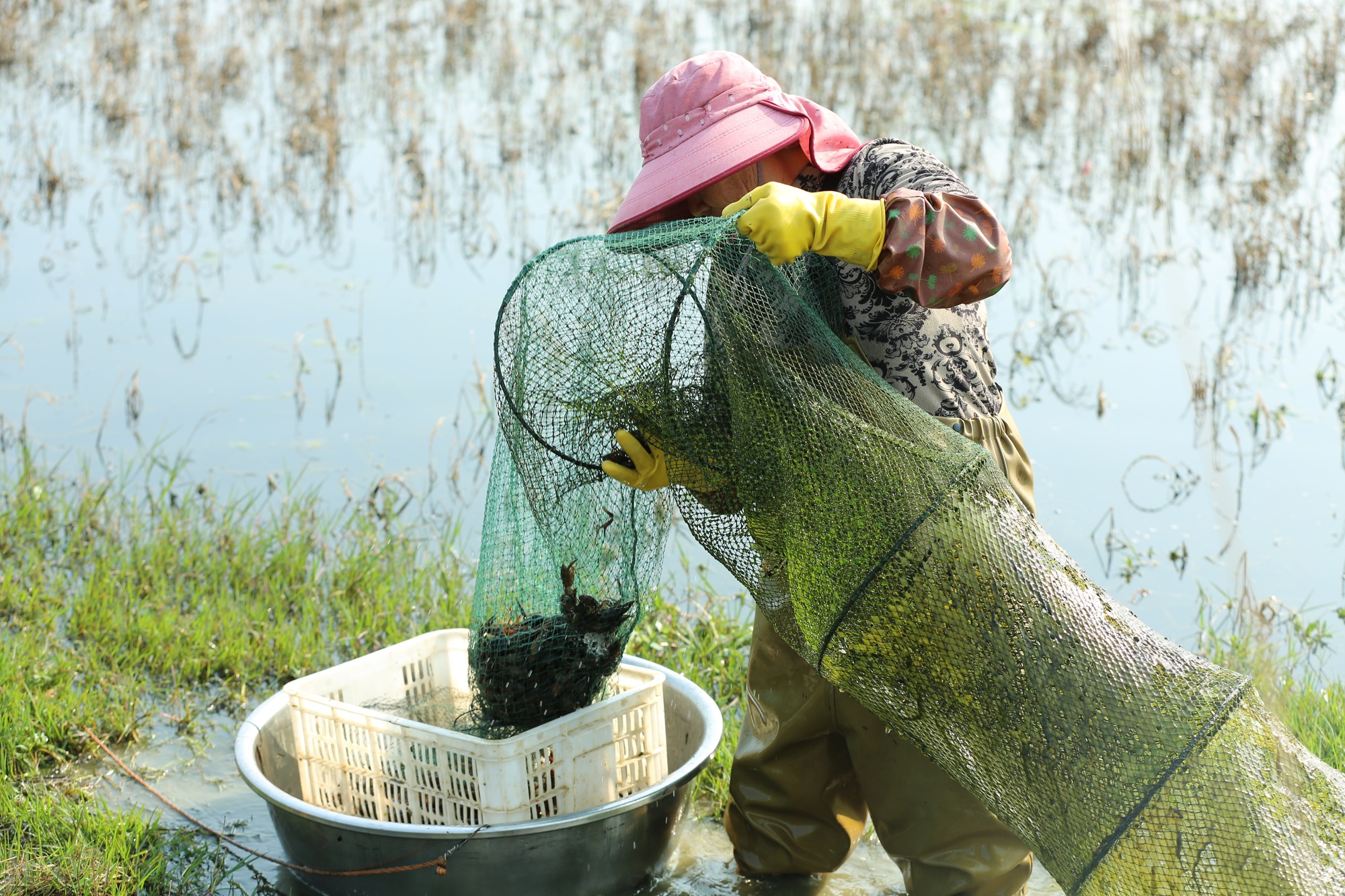 江西大余“赣南早虾”绘就致富新图景(图2)