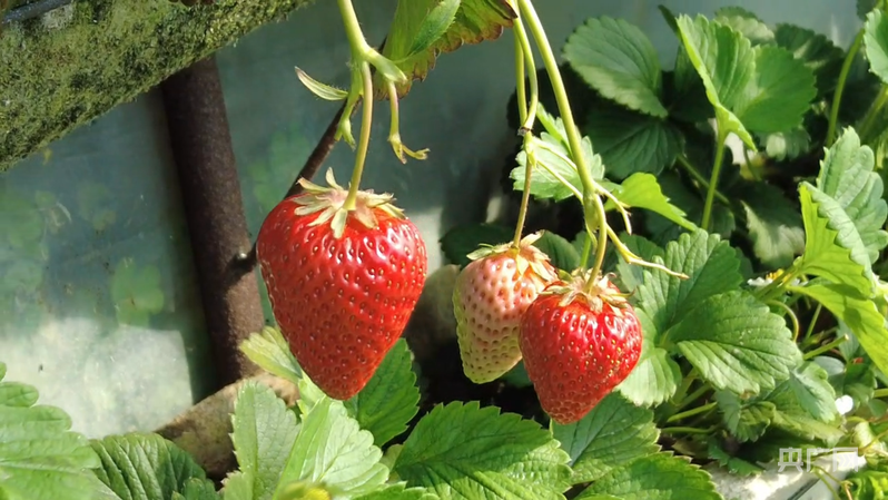 【乡路上感受脉动中国】路宽业兴一条草莓大道串起乡村振兴路(图2)