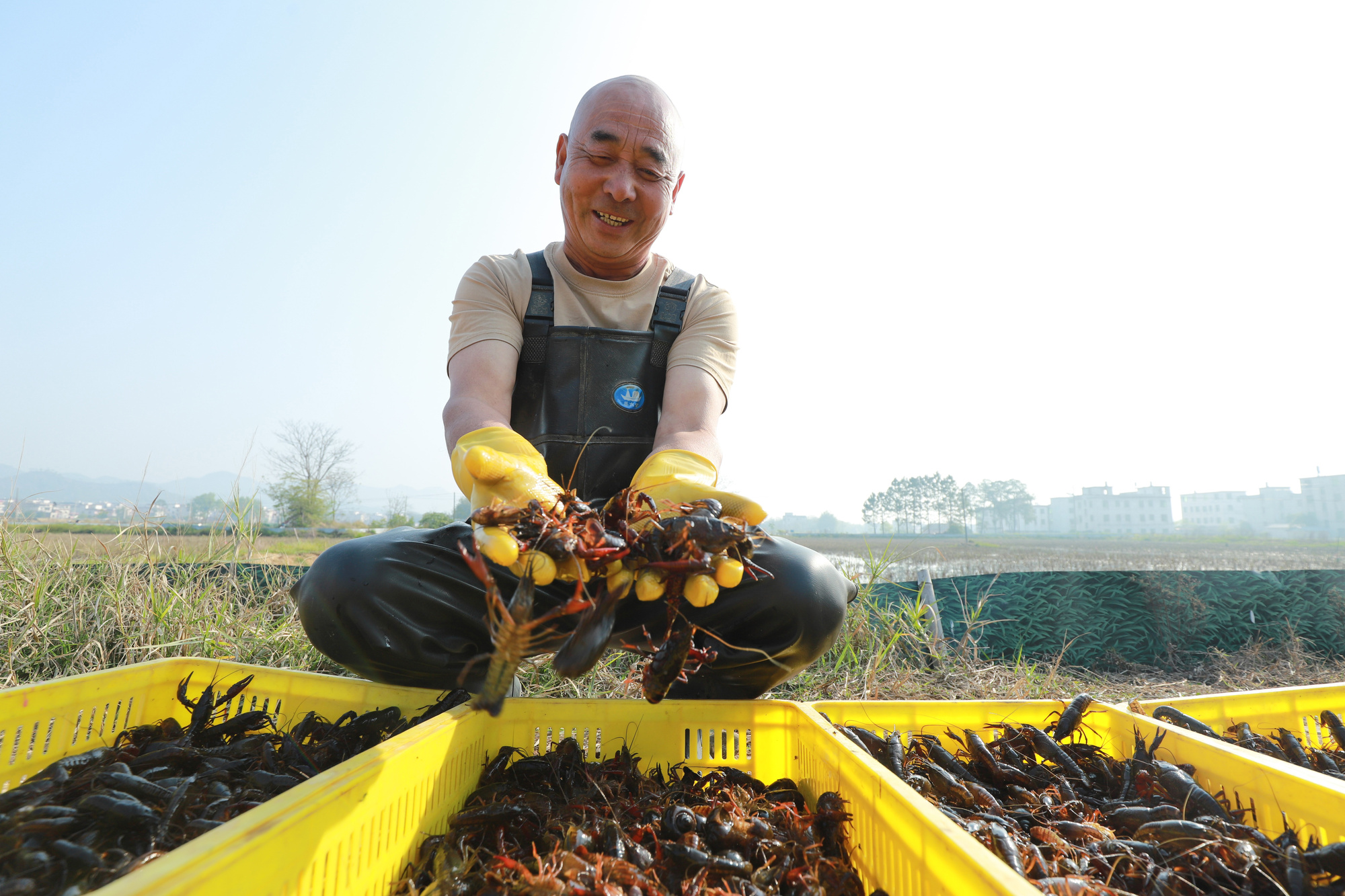 江西大余“赣南早虾”绘就致富新图景(图1)