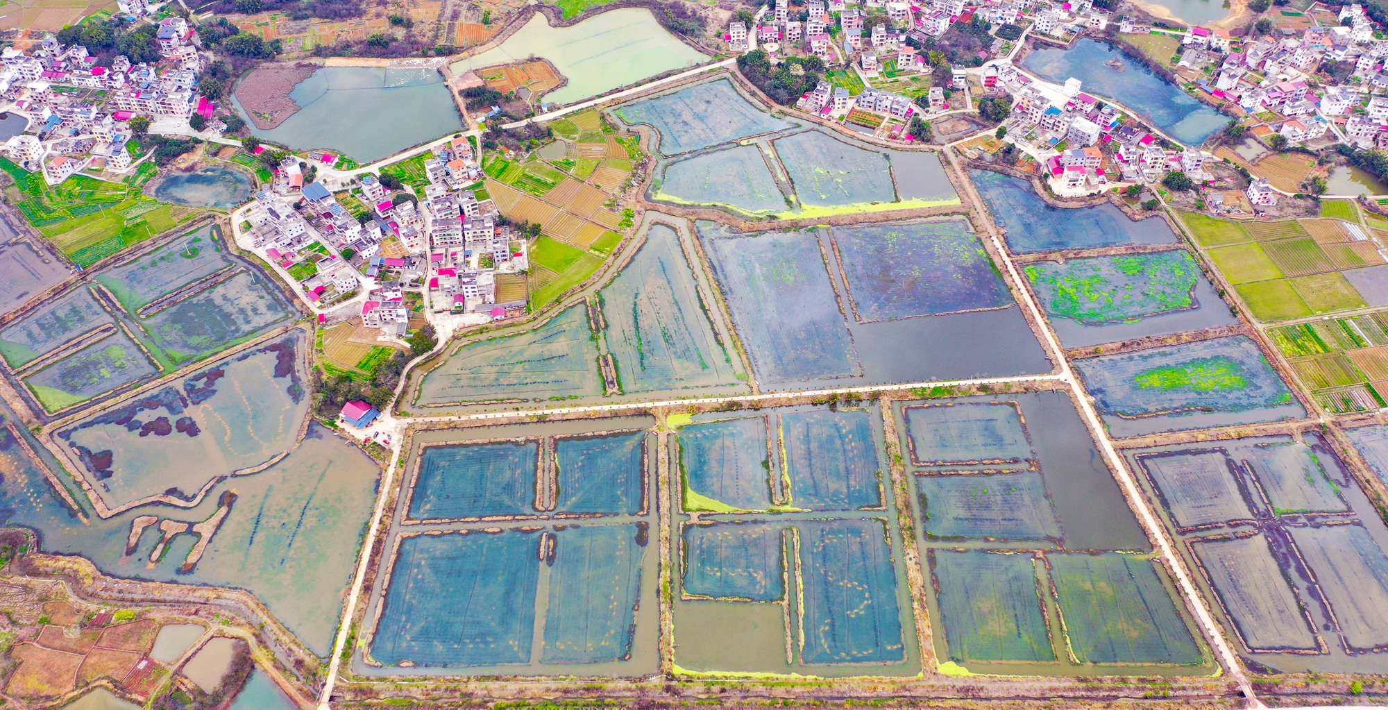 江西大余“赣南早虾”绘就致富新图景(图5)