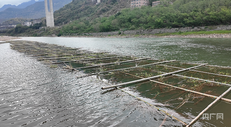 为鱼筑巢！贵州习水全力守护赤水河“生命摇篮”_央广网