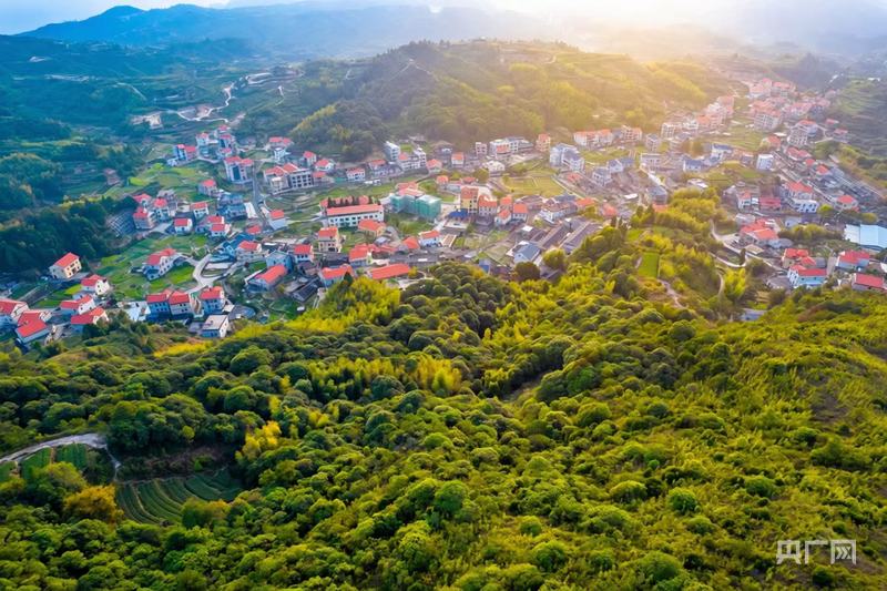 地标中国行·采茶春山上丨福建厦门:高山戴绿帽茶山迎归人(图1)