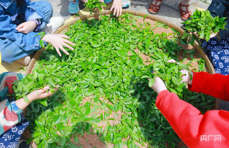 地标中国行·采茶春山上丨福建厦门:高山戴绿帽茶山迎归人(图2)