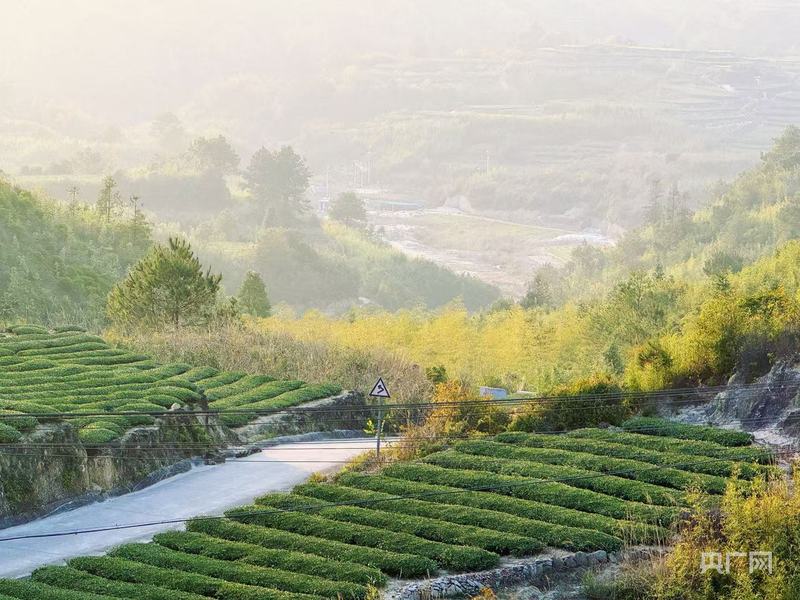 地标中国行·采茶春山上丨福建厦门:高山戴绿帽茶山迎归人(图3)