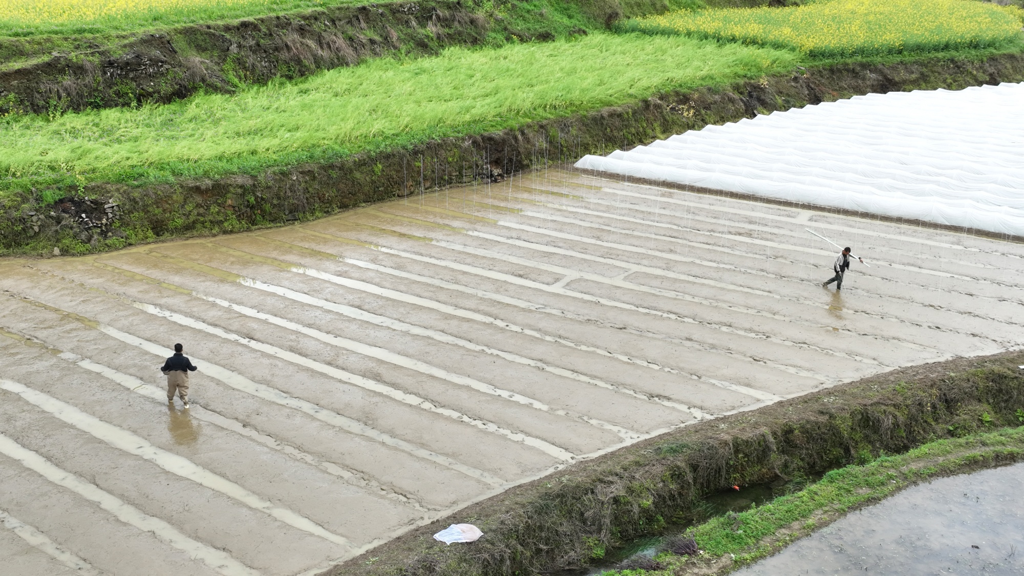 贵州岑巩：5万余亩制种育苗 绘就春耕新图景