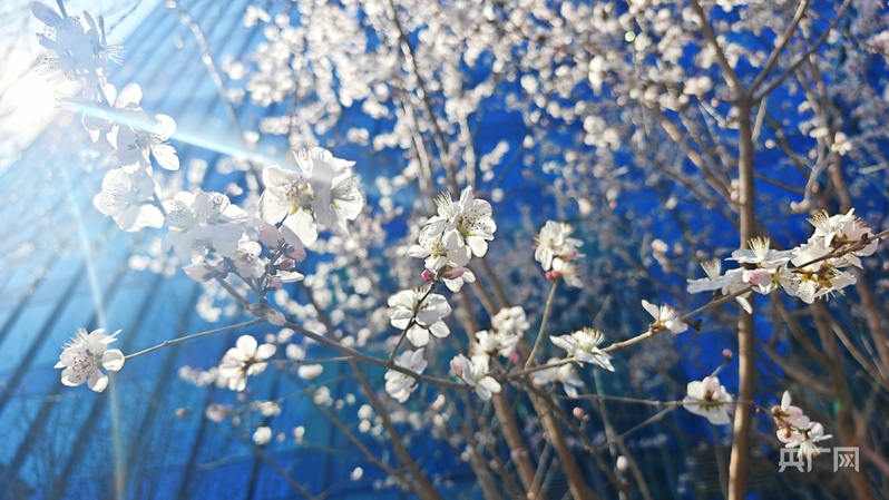 高质量发展看中国丨花“漾”天山春满疆 文旅兴