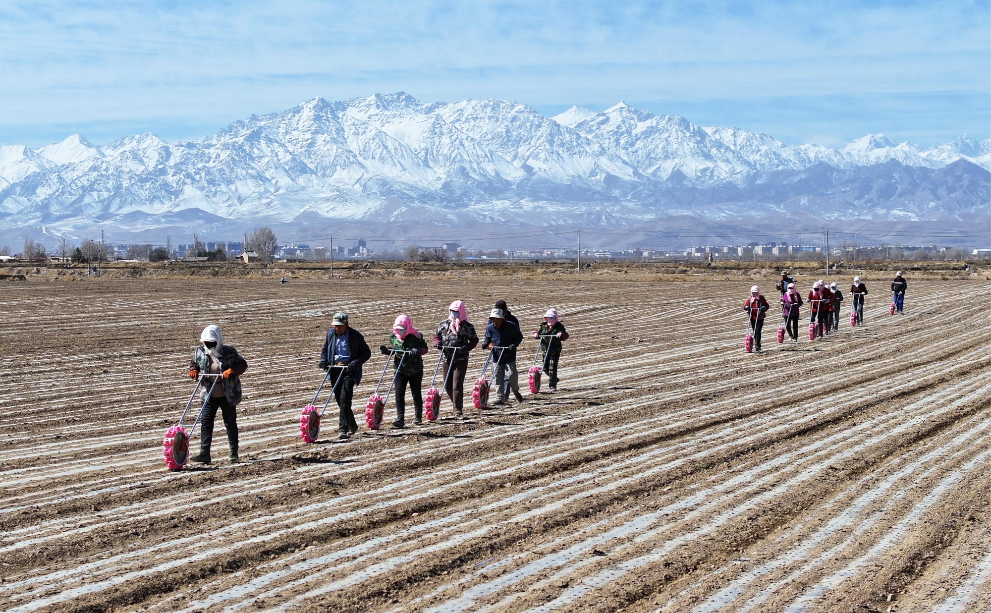 甘肃民乐：茴香种植促增收(图1)