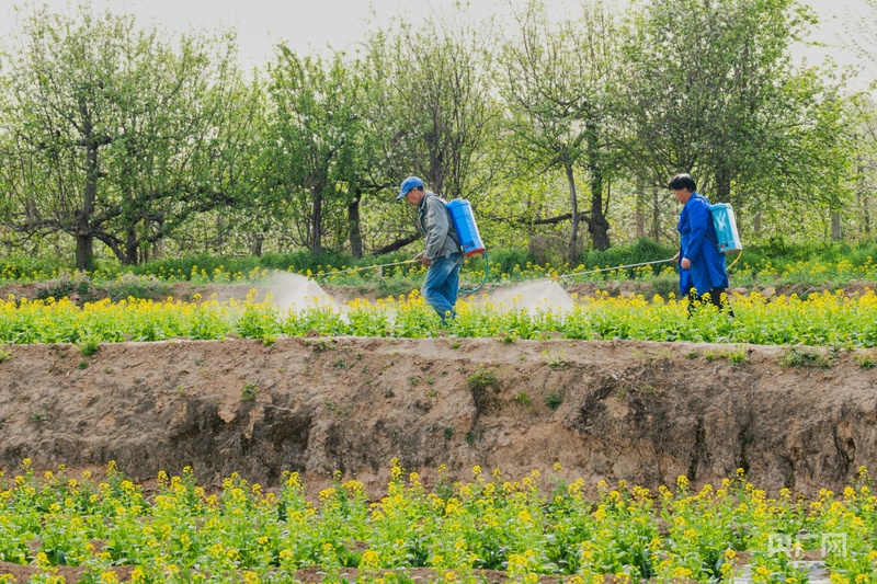 河南孟州发展特色菜籽种植 拓宽群众增收渠道