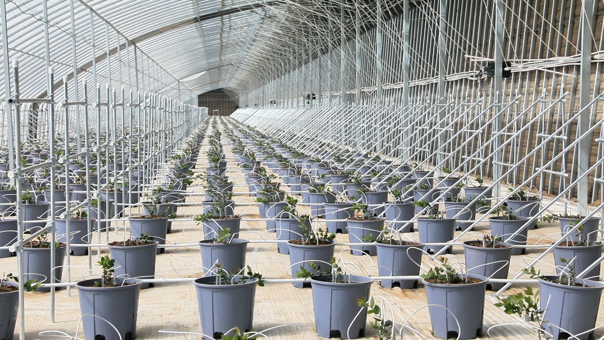 从芦荟深加工到蔬菜出口中亚墨玉设施农业集群激活县域增收新动能(图5)