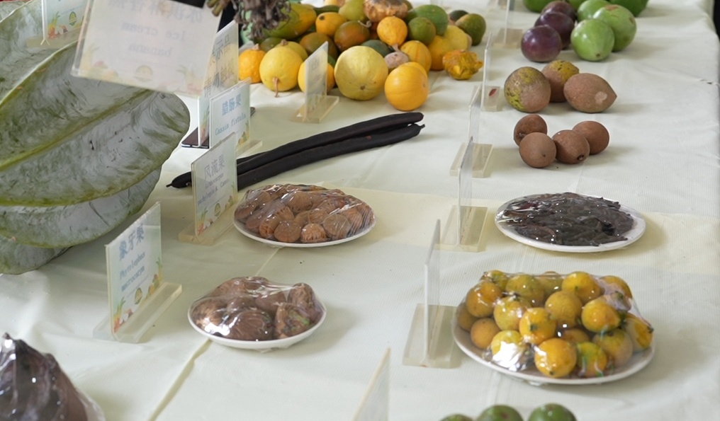 潮起海之南｜海南琼海：“世界热带水果之窗”架起开放与振兴之桥(图3)