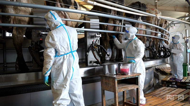 高质量发展“新”速度丨数字赋能牧业转型温宿智慧牧场“牛”势强劲(图1)