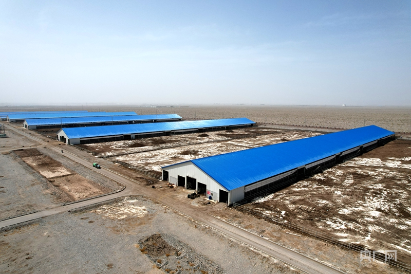 高质量发展“新”速度丨数字赋能牧业转型温宿智慧牧场“牛”势强劲(图3)