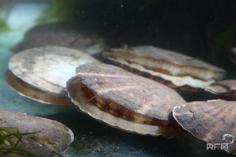 伟德bv1946官网-地标中国丨辽宁长海：碧波之下育奇珍 虾夷扇贝“鲜”誉全国