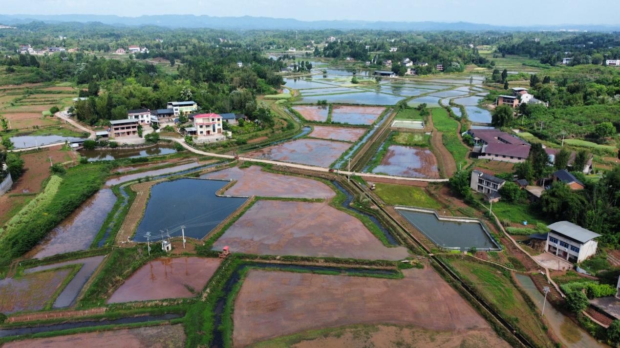 “村村旺”在铜梁打造米粉专用稻示范区