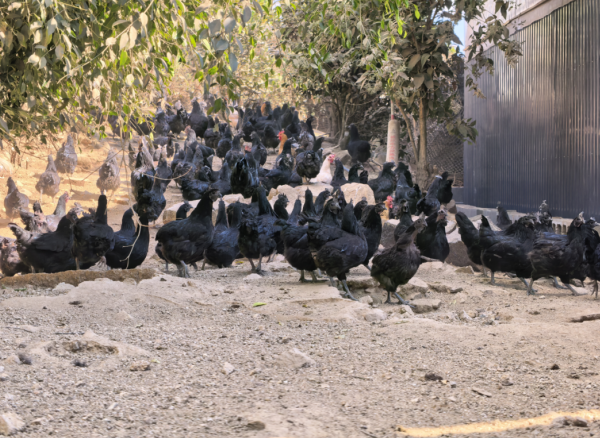 德宏：五黑鸡“啄”开致富路