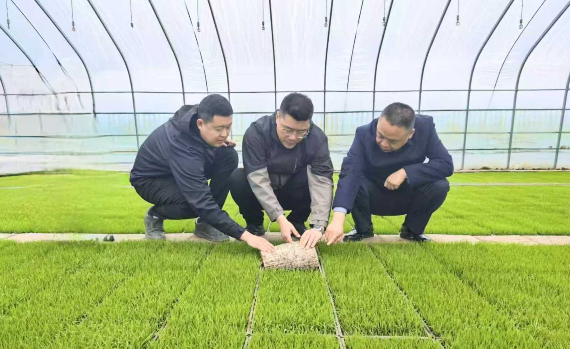 聚焦北大荒丨创业农场:开展水稻秧田抗寒保苗技术指导_央广网