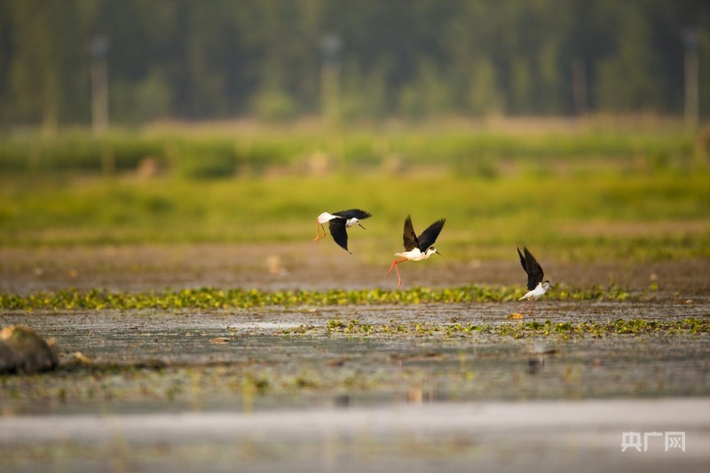 “城长”——大河育新城生态筑文脉济南起步区擘画生态高质量发展新图景(图2)