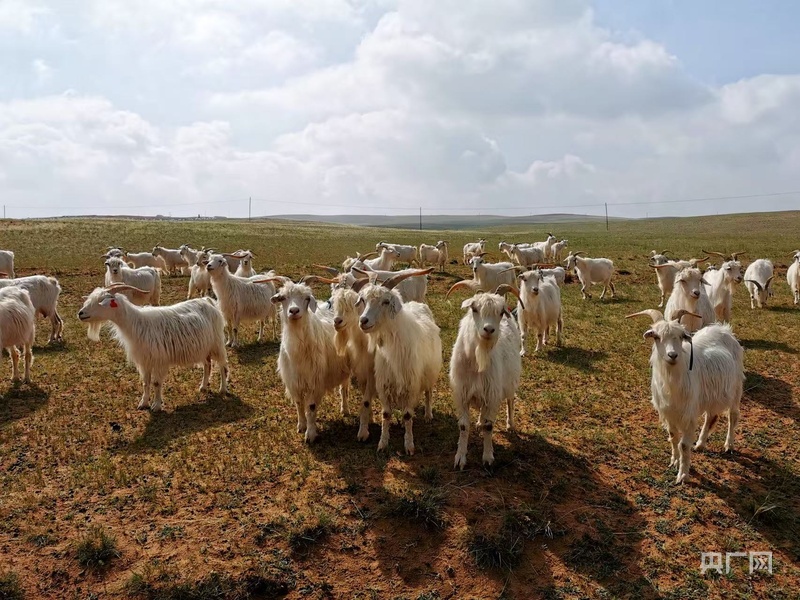 高质量发展看中国从传统牧鞭到远程遥控科技重塑草原牧人新生活(图2)